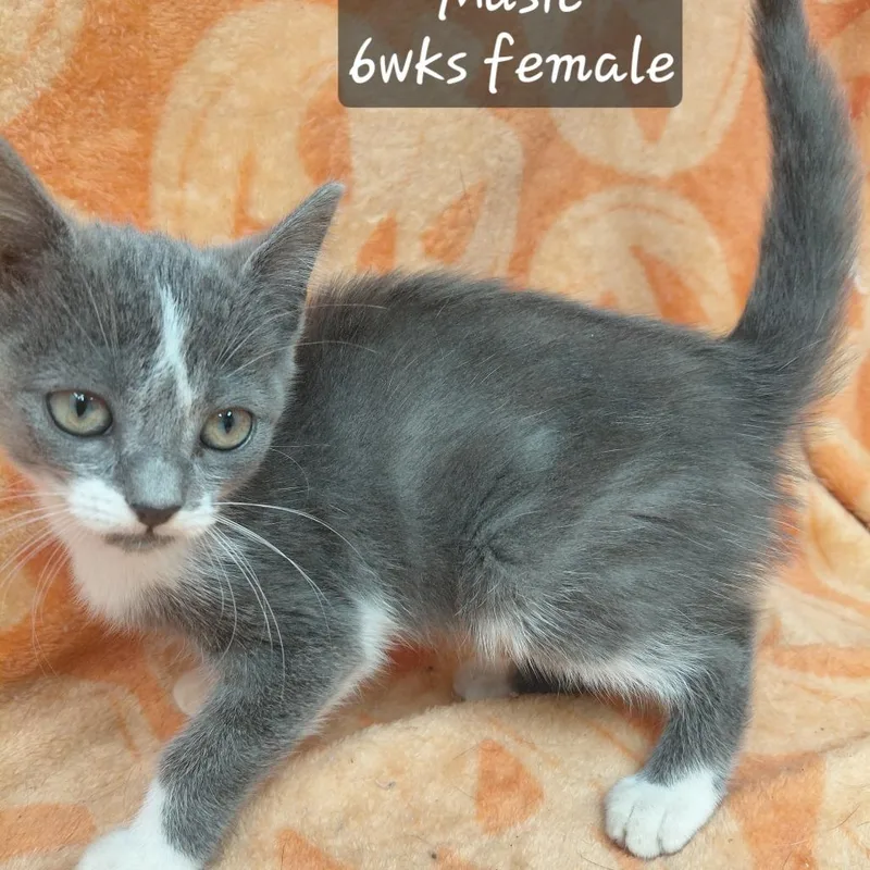 A baby small-sized female Domestic Short Hair cat named Music for adoption in New Tazewell, TN