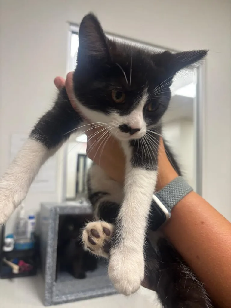 A baby large-sized female Domestic Short Hair cat named Sapphire for adoption in Greenfield, IN