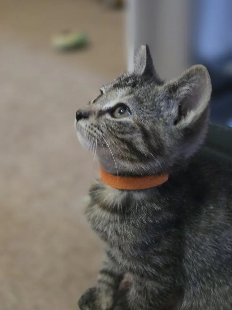 A baby small-sized female Tabby (Brown / Chocolate) Domestic Short Hair cat named Flare for adoption in Union Grove, WI