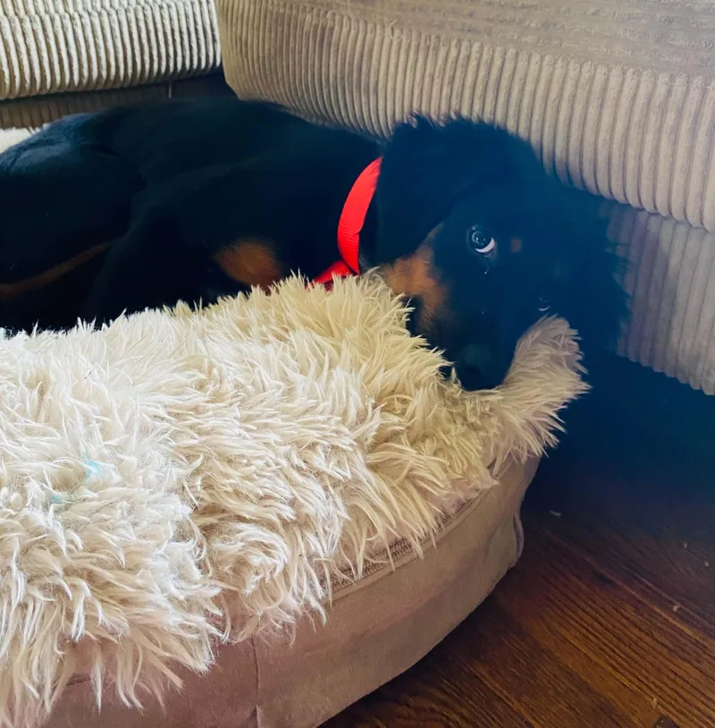 A baby medium-sized female Shepherd dog named Cocoa for adoption in Succasunna, NJ