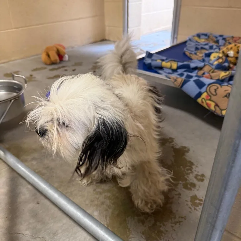 A young small-sized female White / Cream Maltese dog named Mary for adoption in Buellton, CA