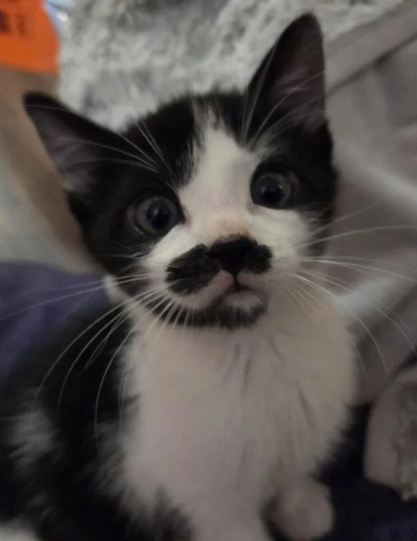 A baby small-sized male Domestic Short Hair cat named Jinu for adoption in Vancouver, WA