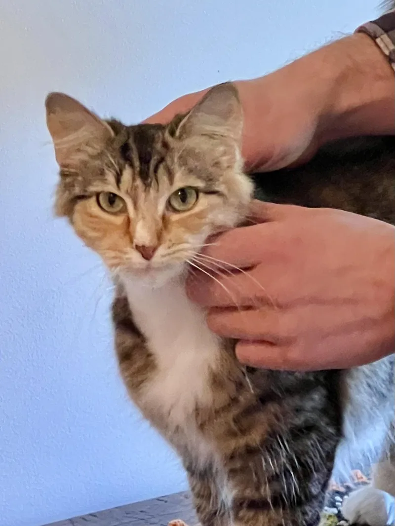 A young medium-sized female Domestic Medium Hair cat named Sybil for adoption in Greenville, DE