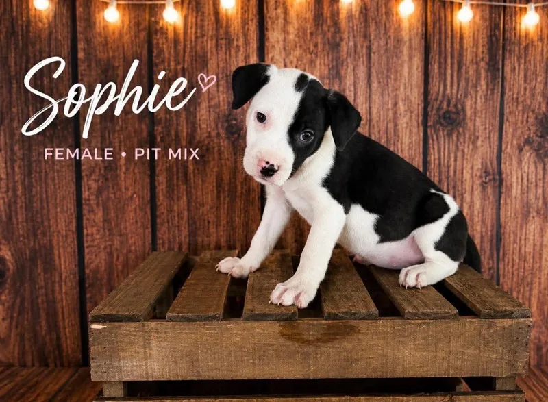 A baby medium-sized female American Staffordshire Terrier dog named Sophie for adoption in Holly Springs, NC