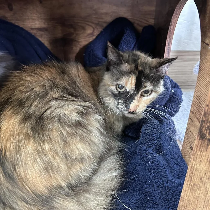 A senior medium-sized female Tortoiseshell Domestic Medium Hair cat named Foxy for adoption in Bastrop, TX