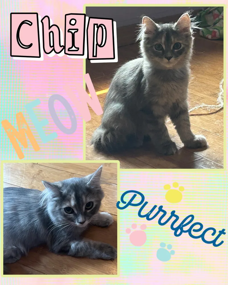 Chip