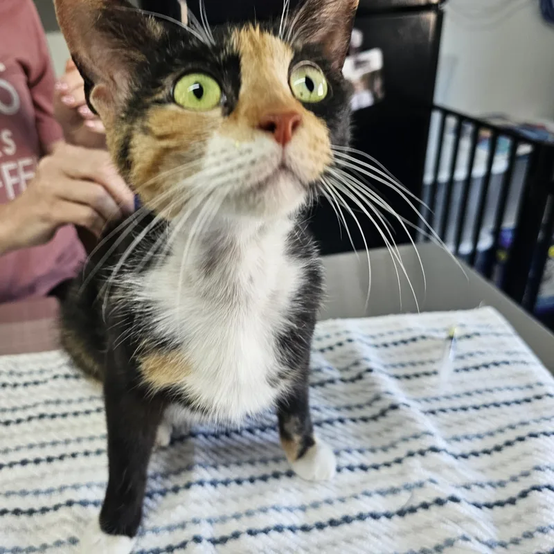 A young medium-sized female Calico Domestic Short Hair cat named Mare for adoption in Toledo, OH