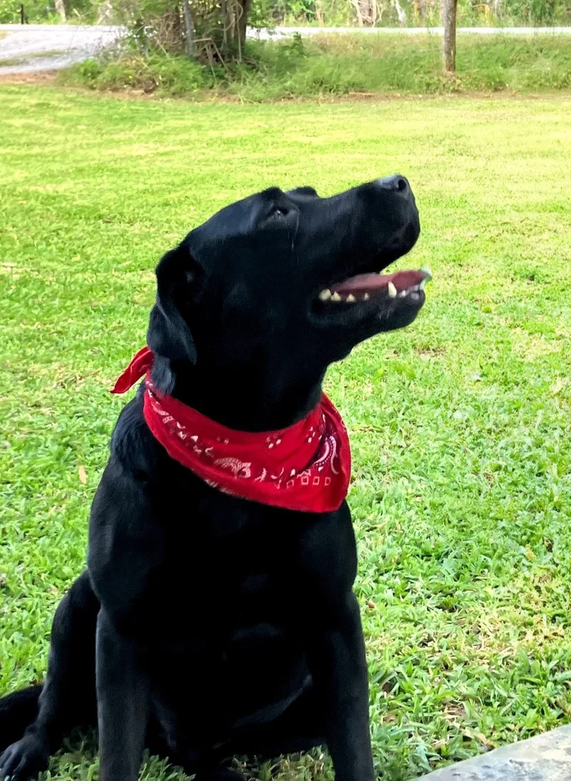 Tucker thumbnail 2