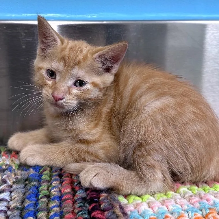 A baby small-sized male Orange / Red Domestic Short Hair cat named Jerry for adoption in Mount Vernon, IN