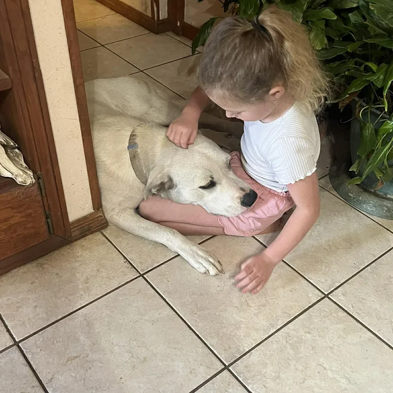 A young large-sized female Apricot / Beige Labrador Retriever dog named Honey for adoption in Chatham, NJ