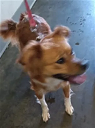 A young small-sized female Chihuahua dog named Dakota for adoption in Los Angeles, CA
