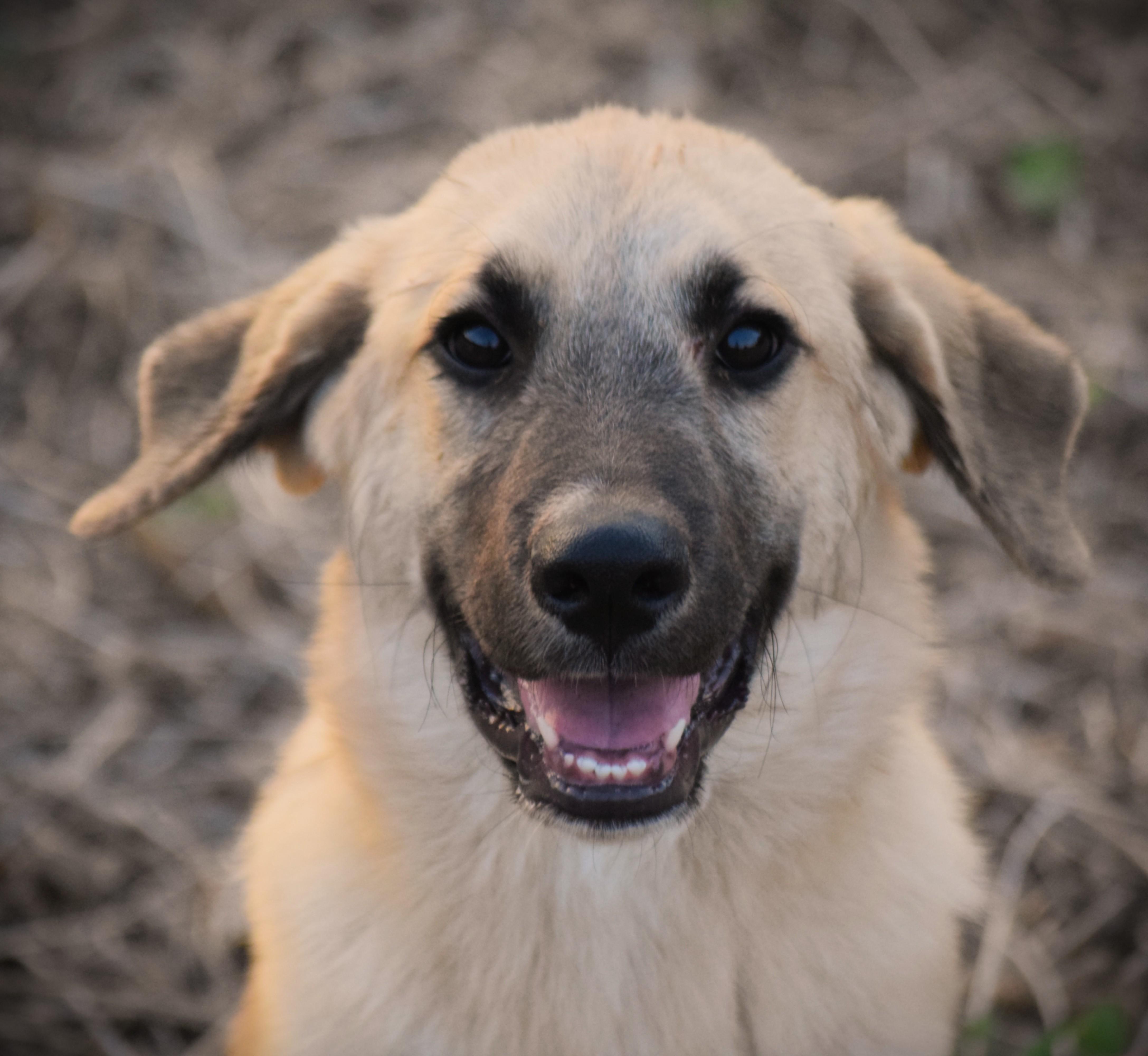 A baby large-sized male Anatolian Shepherd dog named Max snuggly baby for adoption in Rockport, IN