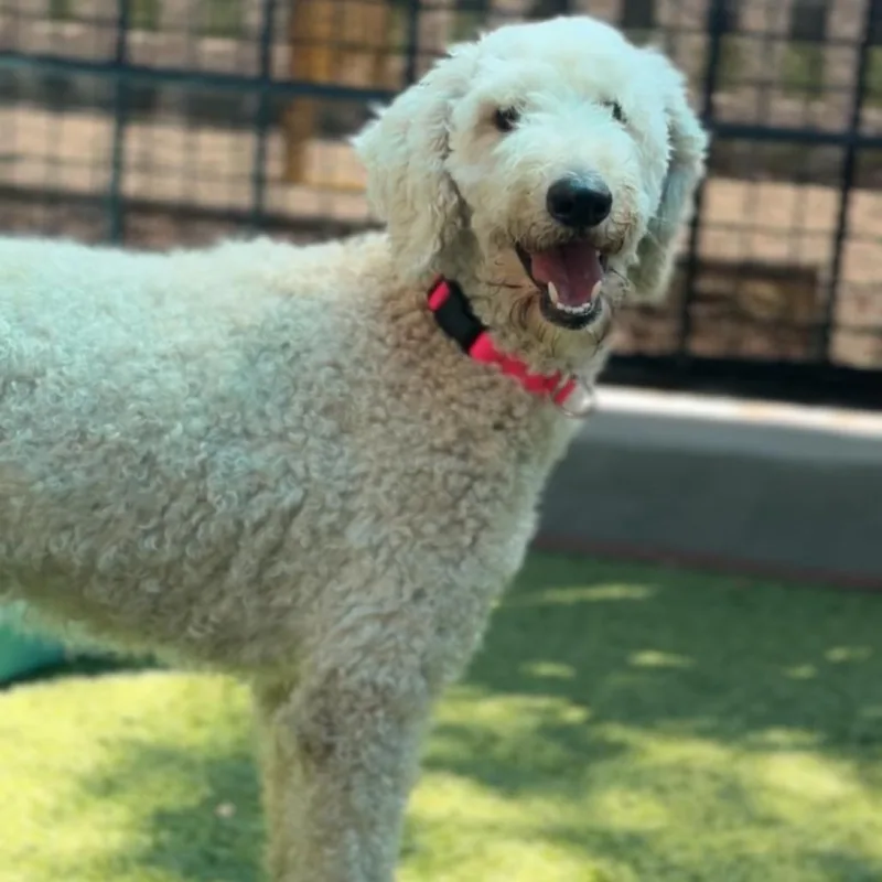 An adult small-sized female White / Cream Standard Poodle dog named Betty A for adoption in Mission Hills, CA