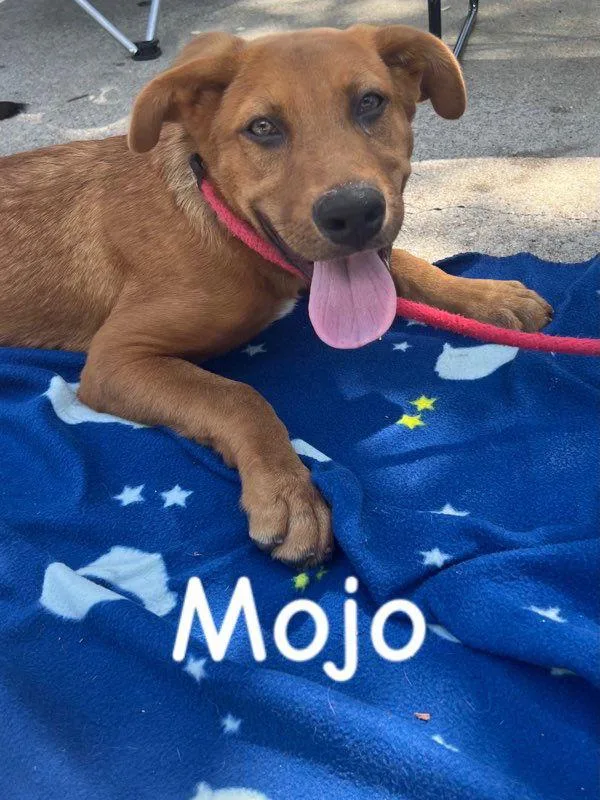 Mojo