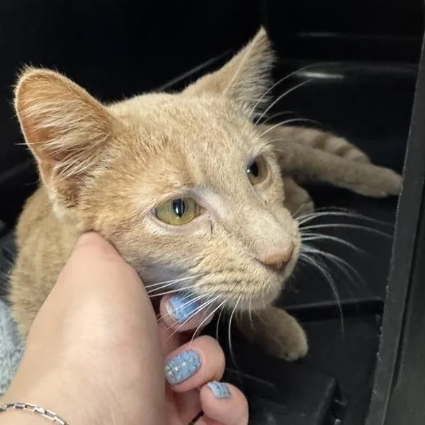 A baby small-sized male Domestic Short Hair cat named Percy for adoption in Des Moines, IA
