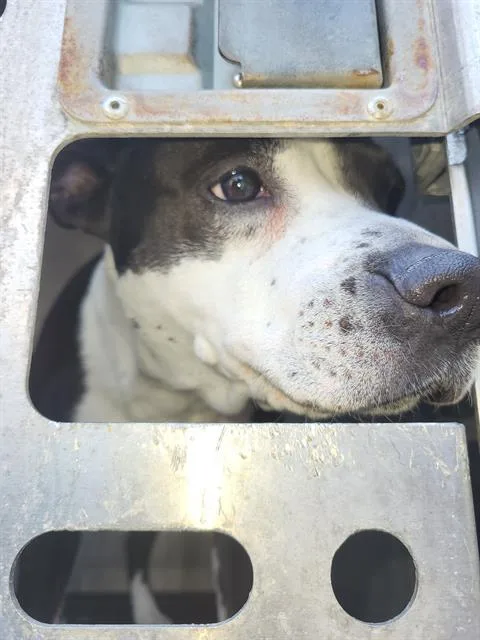 An adult large-sized female American Staffordshire Terrier dog named Diore for adoption in San Antonio, TX
