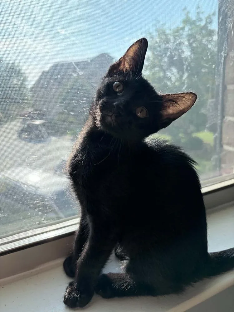 A baby small-sized male Black Domestic Short Hair cat named Edgar Allen Paws Am for adoption in Greenville, SC