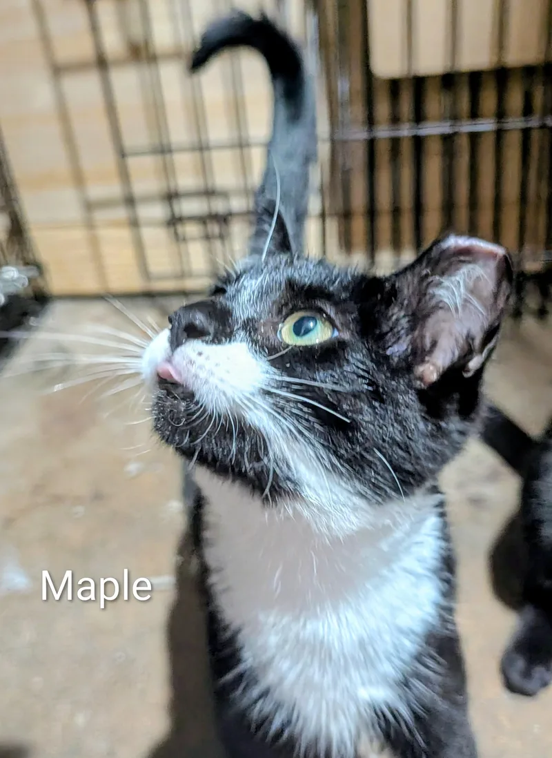 A baby small-sized female Black & White / Tuxedo Domestic Short Hair cat named Maple for adoption in Ridgewood, NY