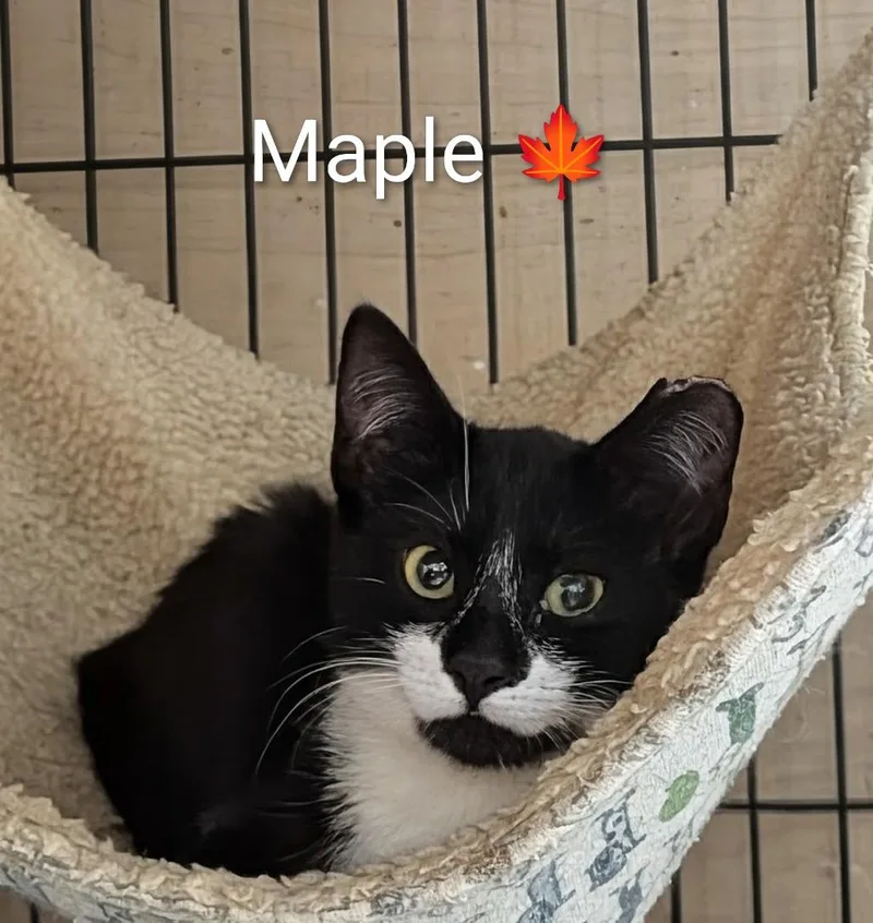 Maple thumbnail 3