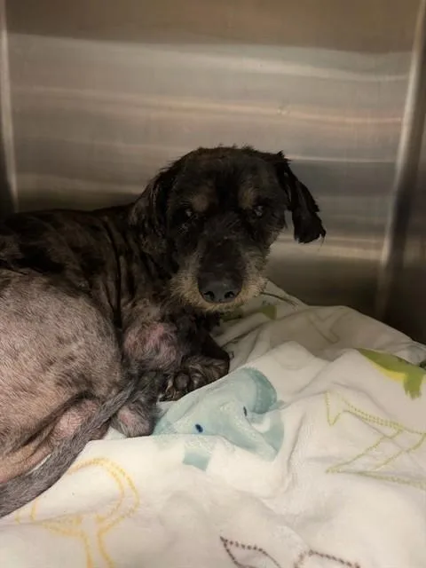 An adult small-sized male Terrier dog named Paco for adoption in Riverside, CA