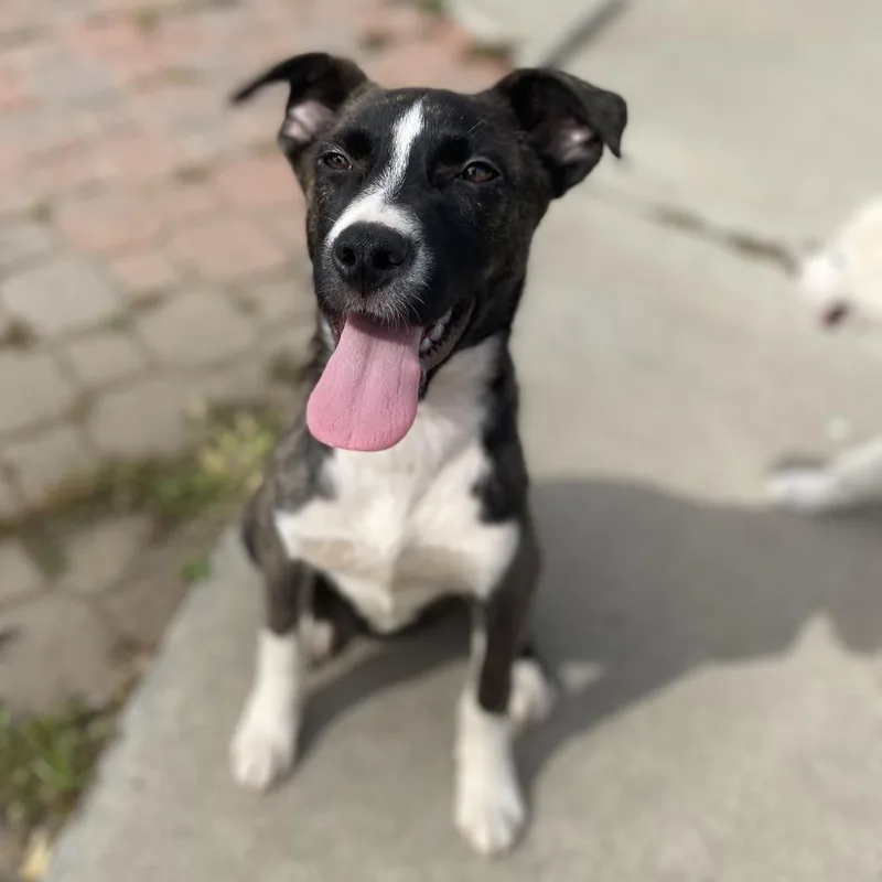 Brittany thumbnail 2