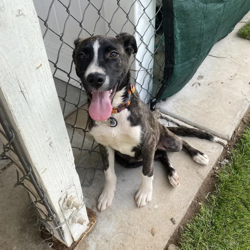 Brittany thumbnail 3