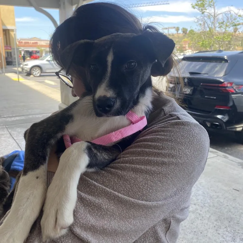 Brittany thumbnail 4