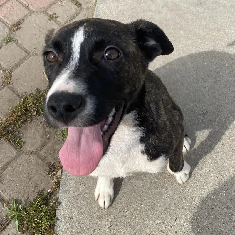 Brittany thumbnail 5