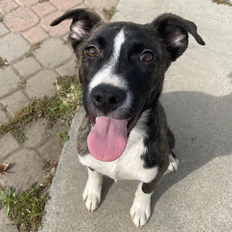 Brittany thumbnail 6