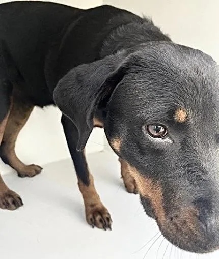 A young medium-sized female Rottweiler dog named A for adoption in Houston, TX