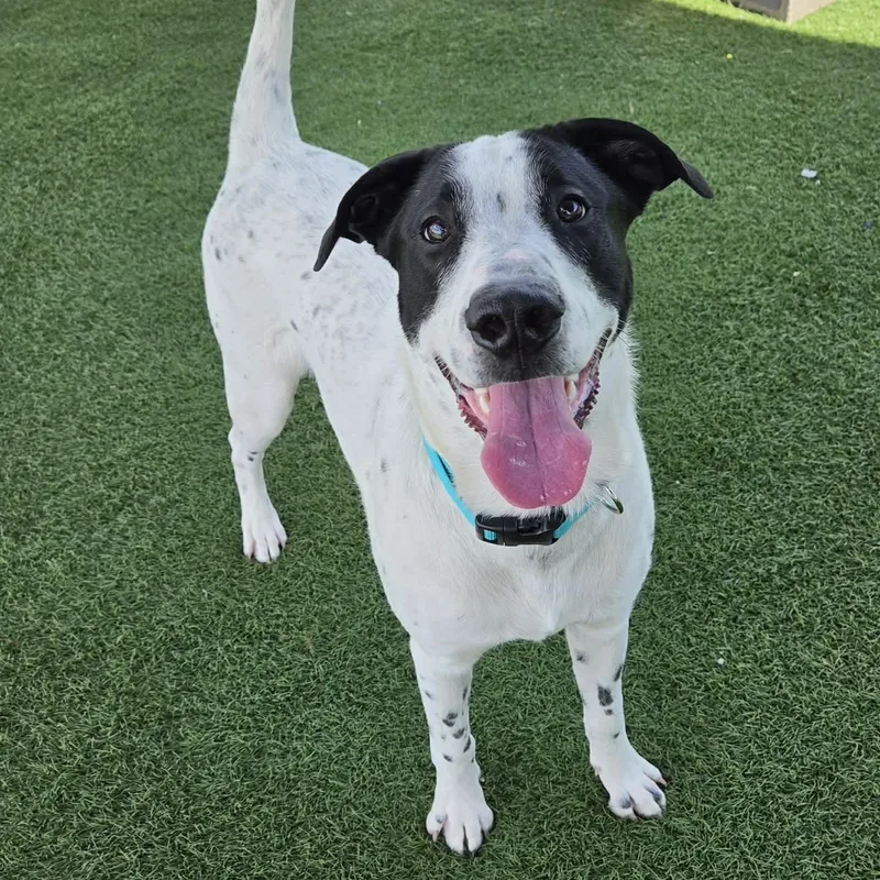 A young extra large-sized male Black Mixed Breed dog named Hudson for adoption in Sparta, WI