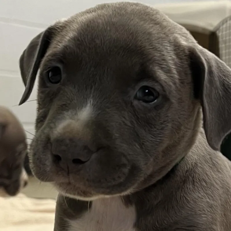 A baby small-sized male Gray / Blue / Silver Pit Bull Terrier dog named Lebanon for adoption in East Saint Louis, IL