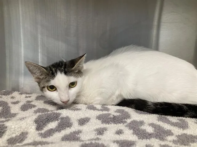 A young small-sized female Domestic Short Hair cat named Canelé for adoption in Tustin, CA