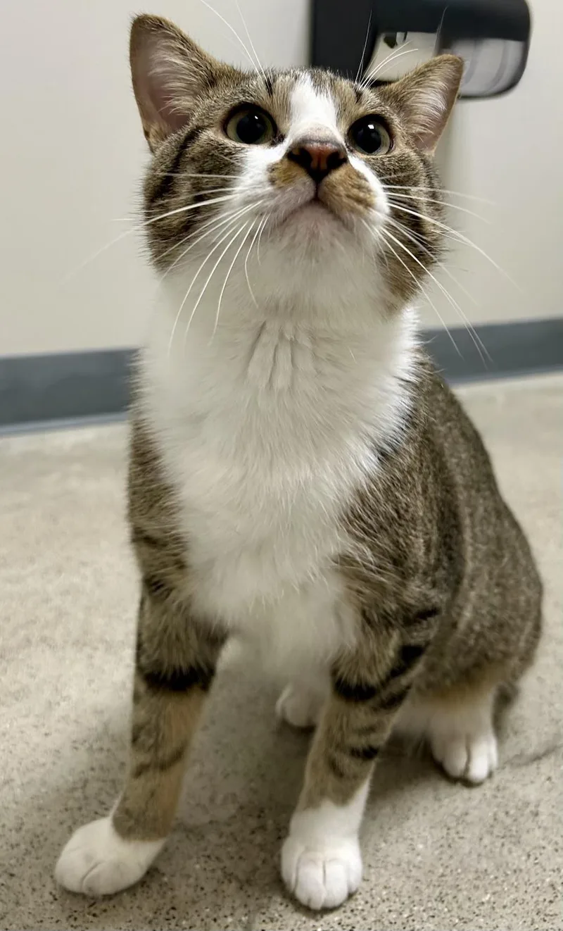 An adult medium-sized male Tabby (Buff / Tan / Fawn) Tabby cat named Tucker for adoption in Sandusky, MI