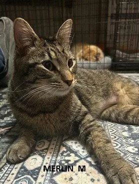 An adult medium-sized male Brown / Chocolate Domestic Short Hair cat named Merlin for adoption in Evergreen, CO