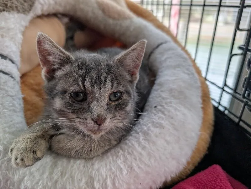A young medium-sized female Tabby (Gray / Blue / Silver) Domestic Short Hair cat named Vega for adoption in Adrian, MI