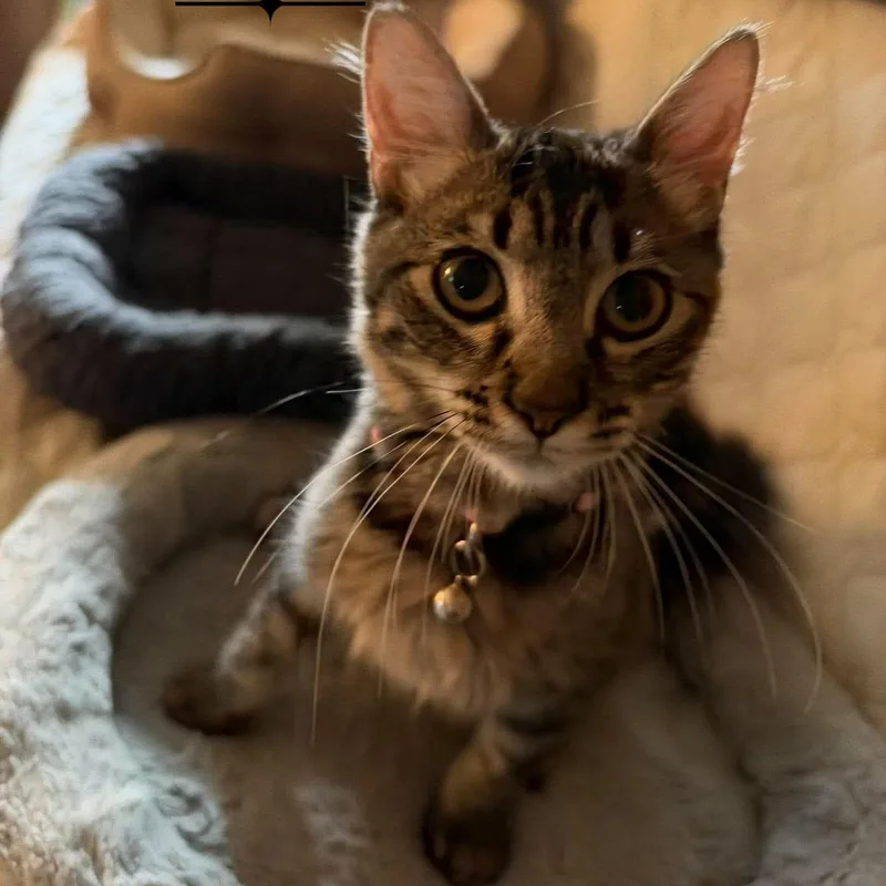 A baby large-sized female Domestic Long Hair cat named Precious for adoption in Concord, CA