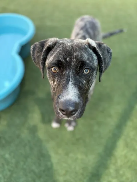 A young large-sized male Mixed Breed dog named Dojo for adoption in Dallas, TX