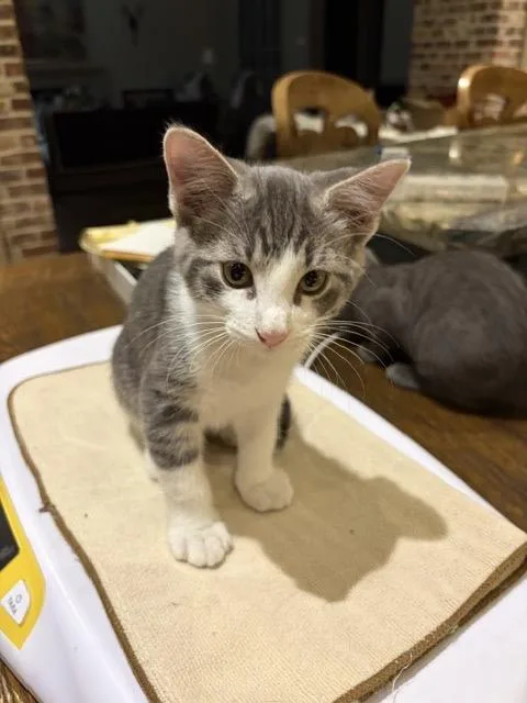 A baby medium-sized male Tabby (Gray / Blue / Silver) Domestic Short Hair cat named Dennis for adoption in Houston, TX
