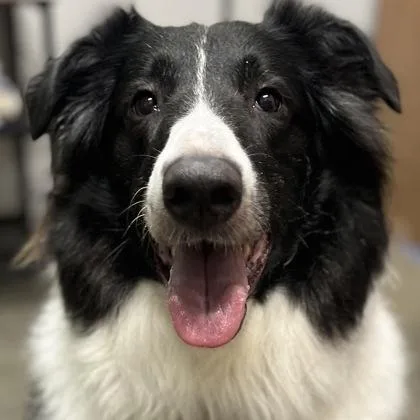 Oscar