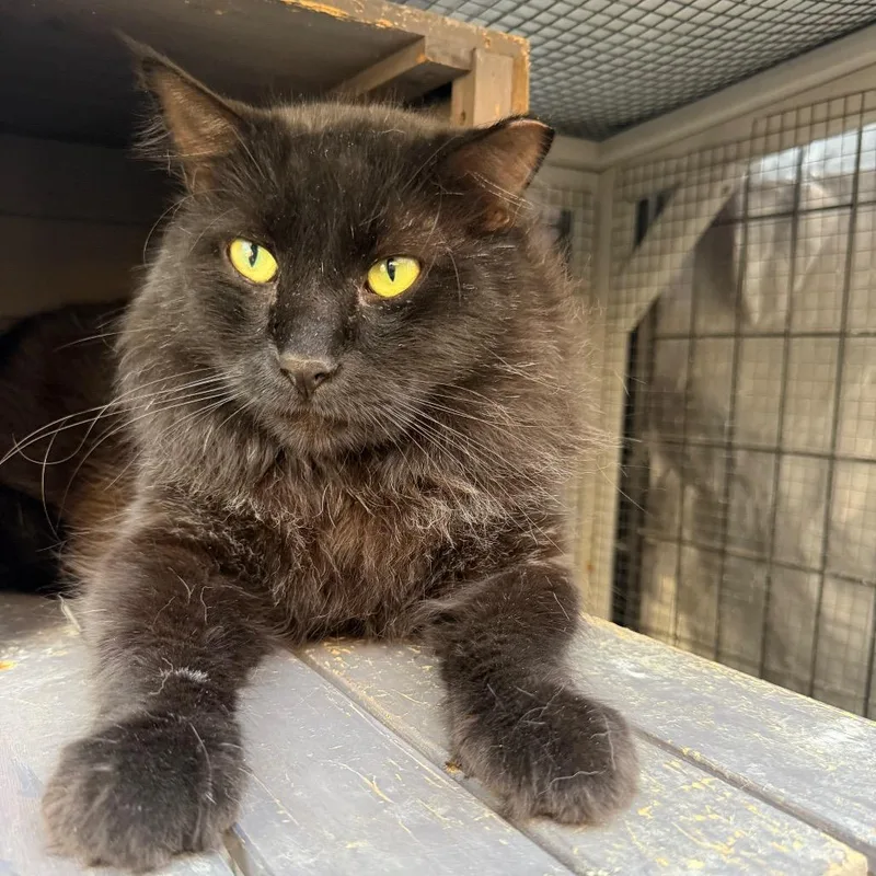 An adult small-sized male Domestic Long Hair cat named Floyd for adoption in Long Beach, CA