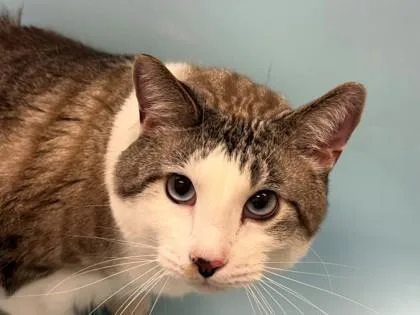 An adult small-sized male Domestic Medium Hair cat named Charlie for adoption in Woodbury, MN