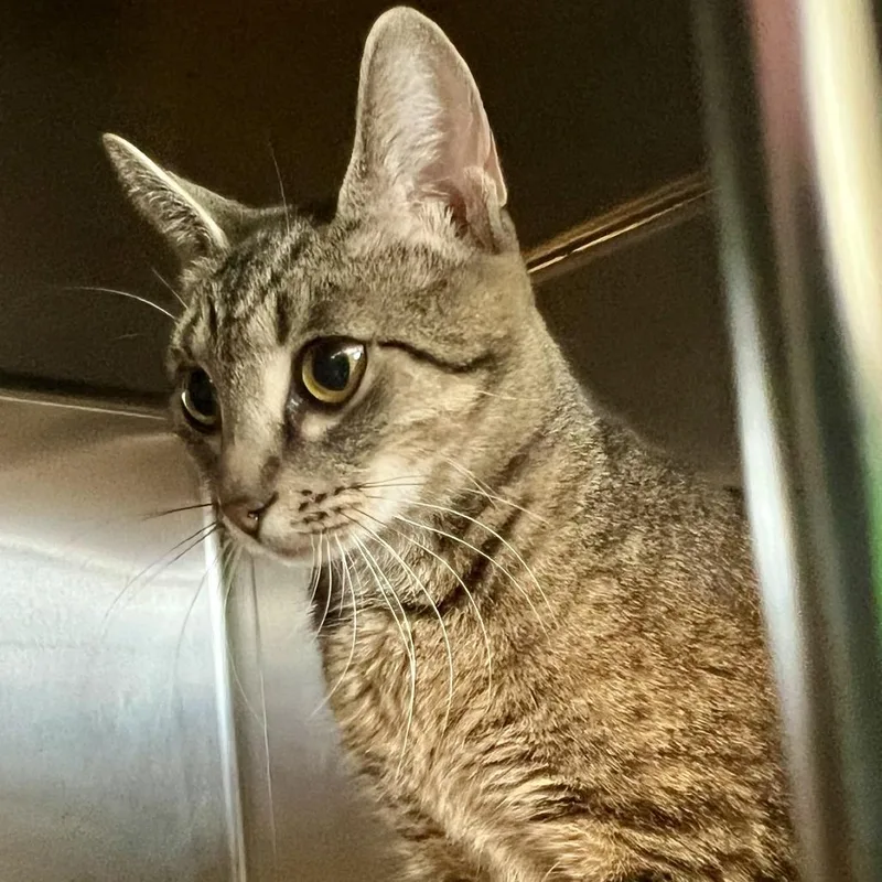 An adult medium-sized female Brown / Chocolate Domestic Short Hair cat named Potato Salad for adoption in Tacoma, WA