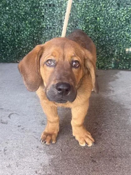 A baby medium-sized male Brown / Chocolate Hound dog named 61687040 for adoption in El Paso, TX