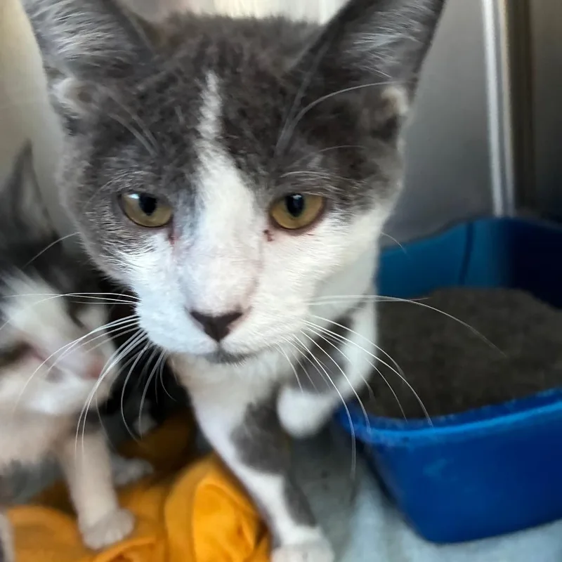 A baby small-sized male Gray / Blue / Silver American Shorthair cat named Anthony for adoption in Columbia Station, OH