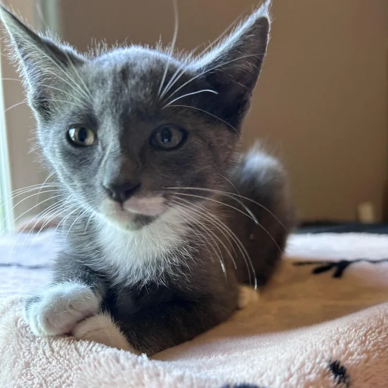 A baby small-sized male Gray / Blue / Silver Domestic Short Hair cat named Smokey Bear for adoption in Bastrop, TX