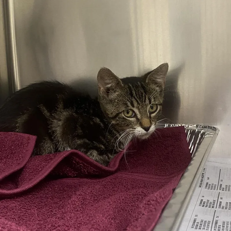 A baby small-sized male Gray / Blue / Silver Domestic Short Hair cat named Spalding for adoption in Milton, FL