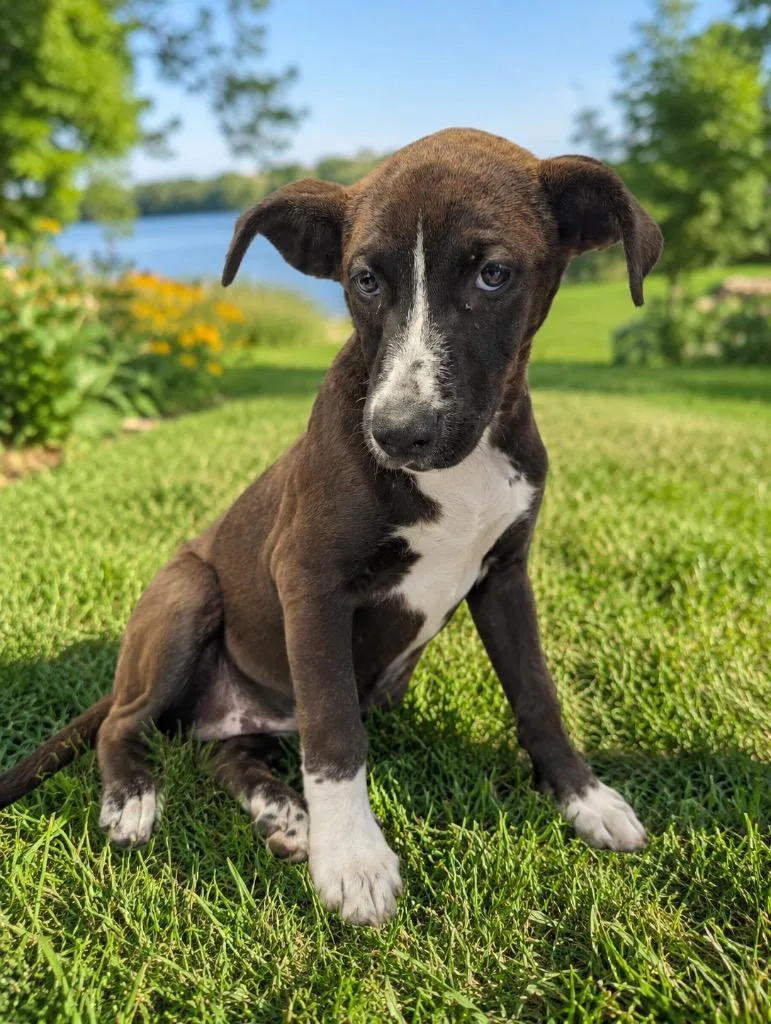 A baby medium-sized female Brindle Husky dog named Janet for adoption in Maysville, KY