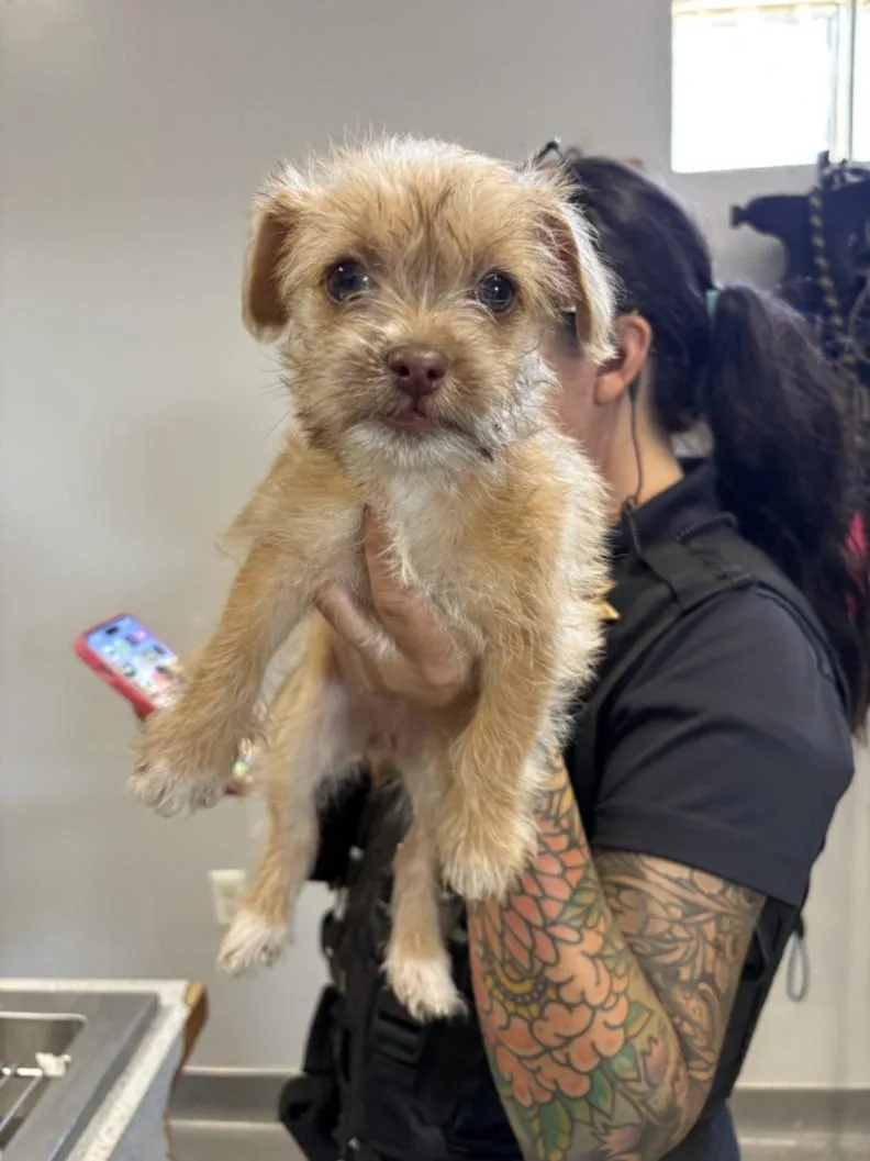 A baby small-sized female Norwich Terrier dog named A for adoption in Olivehurst, CA
