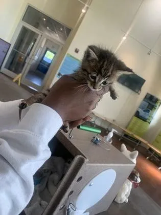 A baby small-sized female Domestic Short Hair cat named Firebird for adoption in New Orleans, LA